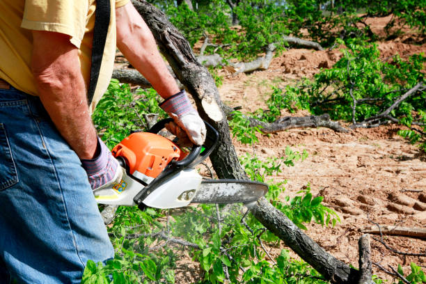 How Our Tree Care Process Works  in  Wilmington Island, GA